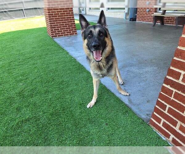 Medium Photo #2 German Shepherd Dog-Unknown Mix Puppy For Sale in Grand Prairie, TX, USA