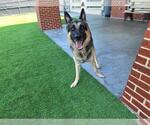 Small #1 German Shepherd Dog Mix