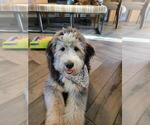 Small Photo #1 Bernedoodle Puppy For Sale in FARGO, ND, USA