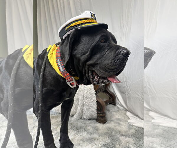 Medium Photo #4 Mutt Puppy For Sale in Goodyear, AZ, USA