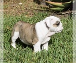 Small Photo #7 Bulldog Puppy For Sale in JACKSONVILLE, FL, USA