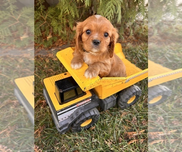 Medium Photo #1 Cavalier King Charles Spaniel Puppy For Sale in MIDDLEBURY, IN, USA