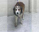 Small Anatolian Shepherd-Siberian Husky Mix