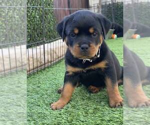 Rottweiler Puppy for sale in LOS ANGELES, CA, USA
