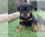 Small Rottweiler