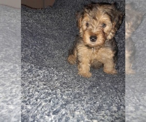 Poodle (Toy)-YorkiePoo Mix Puppy for sale in SHELBY, NC, USA