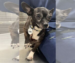 Chihuahua Dogs for adoption in Forestville, MD, USA