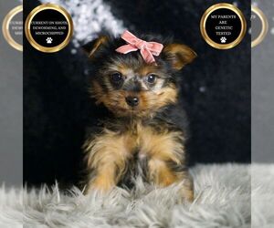 Yorkshire Terrier Puppy for sale in WARSAW, IN, USA