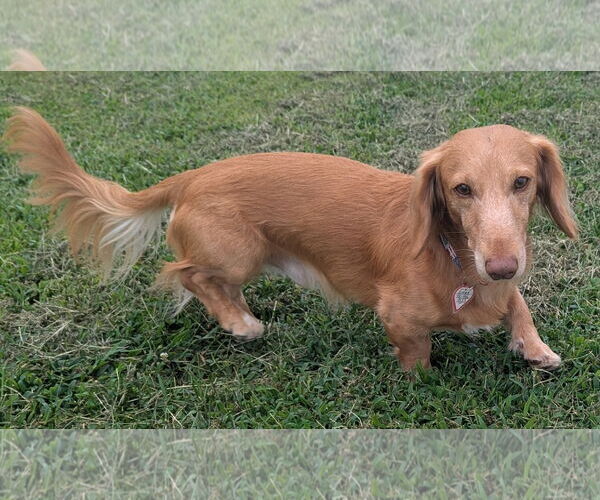 Medium Photo #1 Dachshund Puppy For Sale in Shelbyville, TN, USA