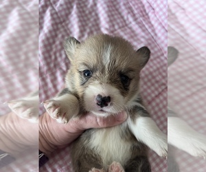 Pembroke Welsh Corgi Puppy for sale in RAMONA, OK, USA