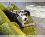 Small #8 Mutt
