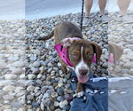 Small #2 Boglen Terrier