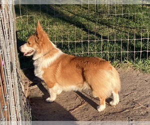 Father of the Pembroke Welsh Corgi puppies born on 07/19/2023