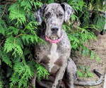 Small Photo #1 Great Dane-Labrador Retriever Mix Puppy For Sale in OCEANPORT, NJ, USA