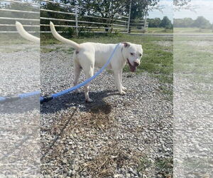 Medium American Pit Bull Terrier