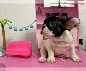 French Bulldog Puppy for sale in MORENO VALLEY, CA, USA