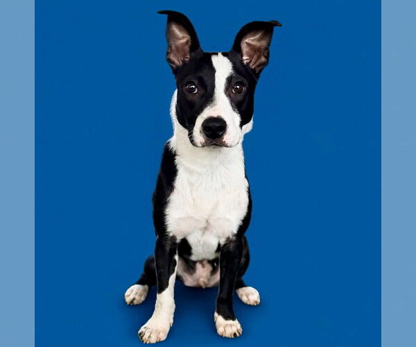 Medium Photo #11 Boston Terrier-Unknown Mix Puppy For Sale in Canton, CT, USA