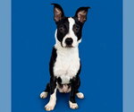 Small Photo #11 Boston Terrier-Unknown Mix Puppy For Sale in Canton, CT, USA