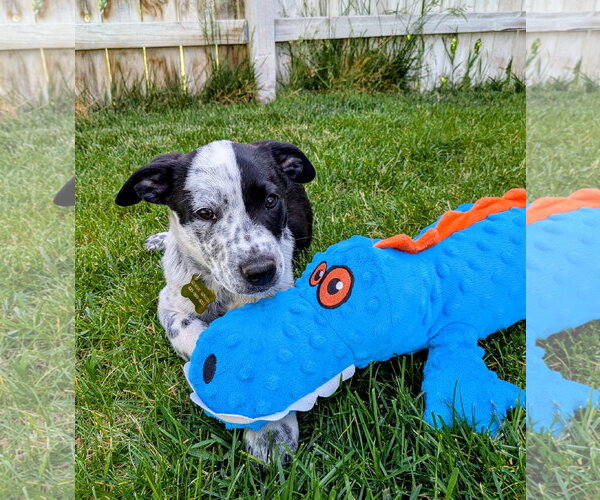 Medium Photo #12 Border Collie-Unknown Mix Puppy For Sale in Sandy, UT, USA