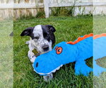 Small #11 Border Collie Mix