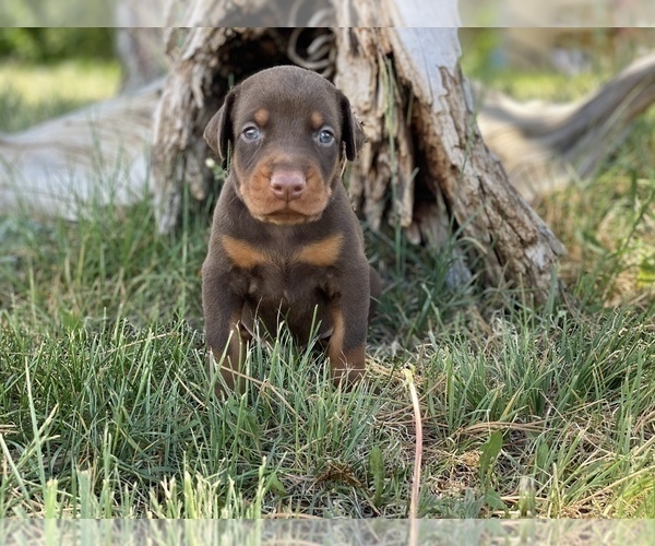 Medium Photo #4 Doberman Pinscher Puppy For Sale in CHEYENNE, WY, USA