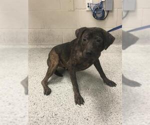 Mutt Dogs for adoption in Conroe, TX, USA