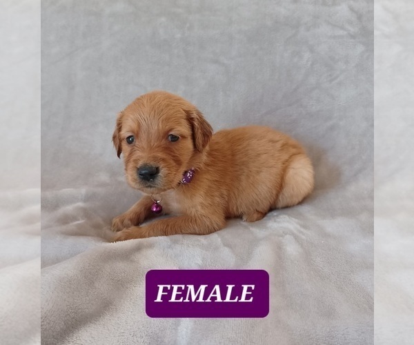 Medium Photo #5 Golden Retriever Puppy For Sale in EARLY BRANCH, SC, USA