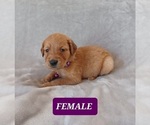 Small Photo #5 Golden Retriever Puppy For Sale in EARLY BRANCH, SC, USA