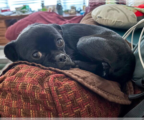 Medium Photo #3 Pug-Unknown Mix Puppy For Sale in Corona, CA, USA
