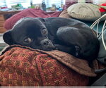 Small #2 Pug Mix