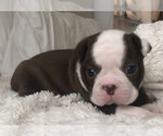 Small Photo #6 Boston Terrier Puppy For Sale in DICKINSON, TX, USA