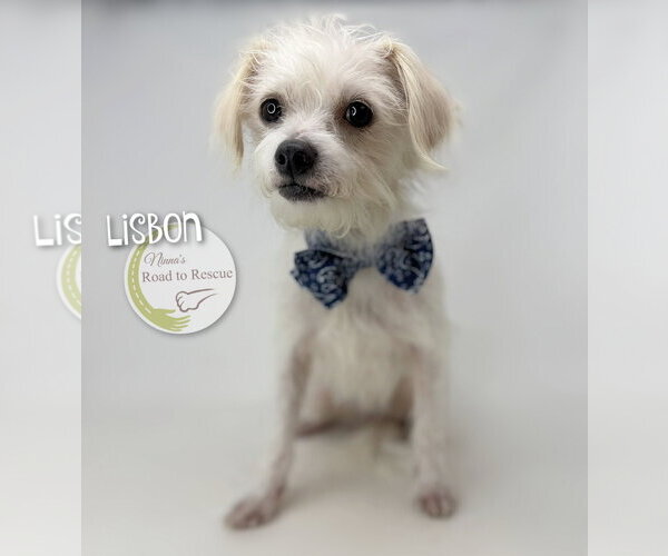 Medium Photo #1 Malchi Puppy For Sale in Benton, LA, USA