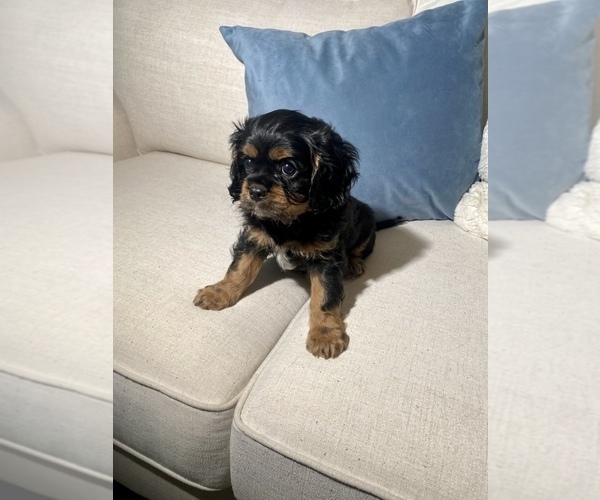 Medium Photo #3 Cavalier King Charles Spaniel Puppy For Sale in GRESHAM, OR, USA