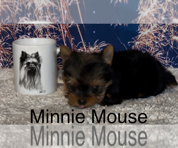 Medium Photo #6 Yorkshire Terrier Puppy For Sale in AZLE, TX, USA