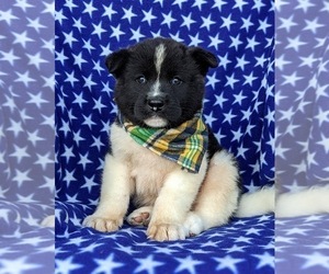 Akita Puppy for sale in AIRVILLE, PA, USA