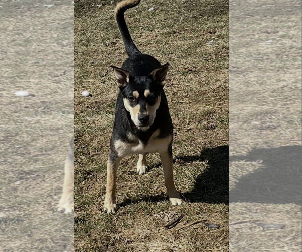 Medium Photo #6 Mutt Puppy For Sale in Germantown, OH, USA