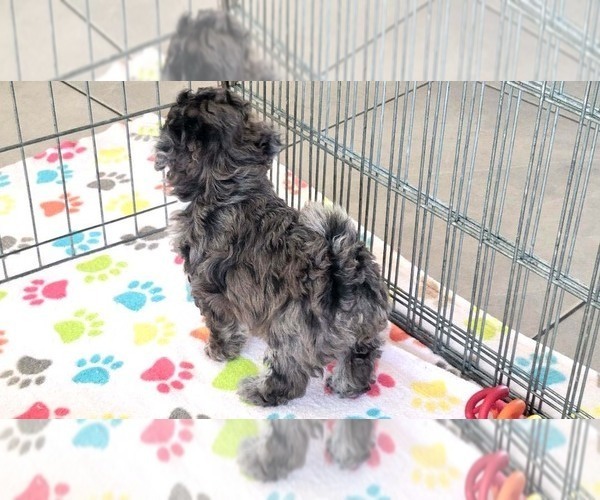 Medium Photo #9 Poovanese Puppy For Sale in ORO VALLEY, AZ, USA