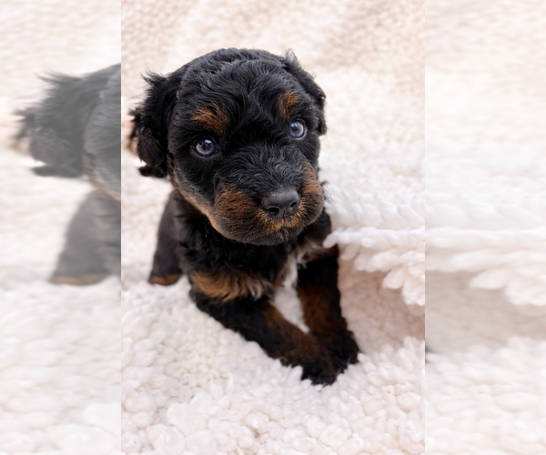 Medium Photo #1 Aussie-Poo-Bernedoodle Mix Puppy For Sale in LEXINGTON, SC, USA