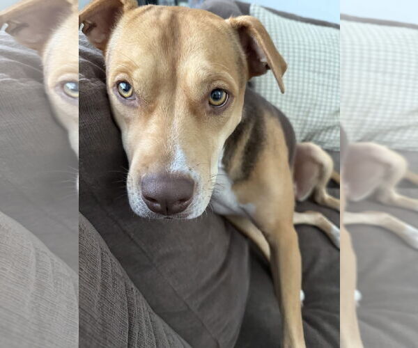 Medium Photo #4 Bulldog-Unknown Mix Puppy For Sale in Tarrytown, GA, USA