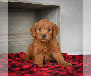 Goldendoodle Puppy for sale in ITASCA, TX, USA