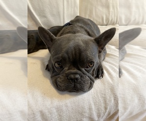 French Bulldog Puppy for sale in NEOSHO, MO, USA