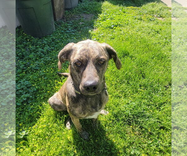 Medium Photo #1 American Bulldog-Bloodhound Mix Puppy For Sale in Mechanicsburg, PA, USA