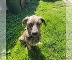 Small American Bulldog-Bloodhound Mix