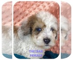 Puppy 3 Aussiedoodle-Poodle (Standard) Mix