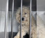 Small #1 Poodle (Standard) Mix