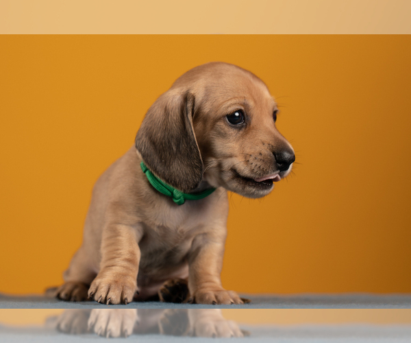 Medium Photo #32 Dachshund Puppy For Sale in CROWLEY, TX, USA