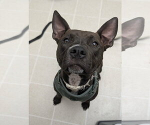 American Pit Bull Terrier-Unknown Mix Dogs for adoption in Germantown, OH, USA