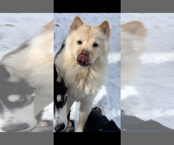 Medium Photo #1 Chow Chow-Siberian Husky Mix Puppy For Sale in DENVER, CO, USA