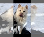 Small Photo #1 Chow Chow-Siberian Husky Mix Puppy For Sale in DENVER, CO, USA