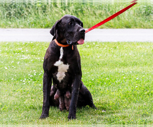 Mother of the Great Dane puppies born on 04/30/2025